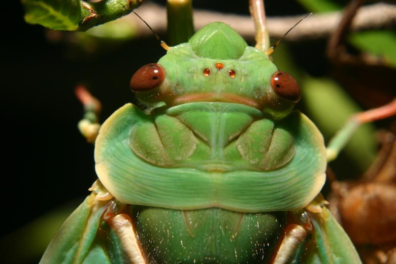 Free stock image of Green Grocer Cicada created by Pixabay