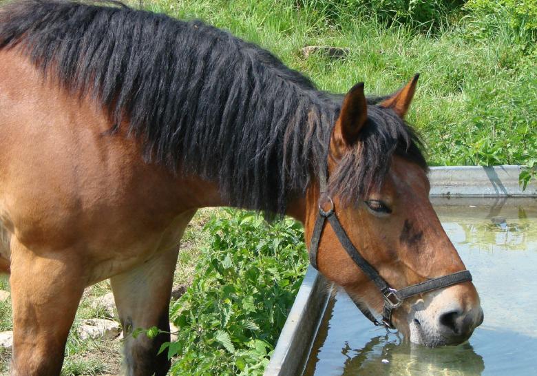 Free stock image of Horse Drinking Water created by Pixabay