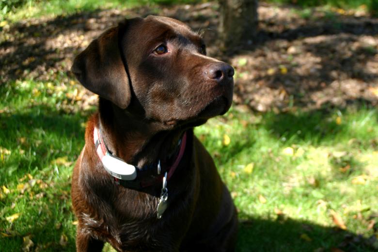Free stock image of Labrador Retriever created by Pixabay