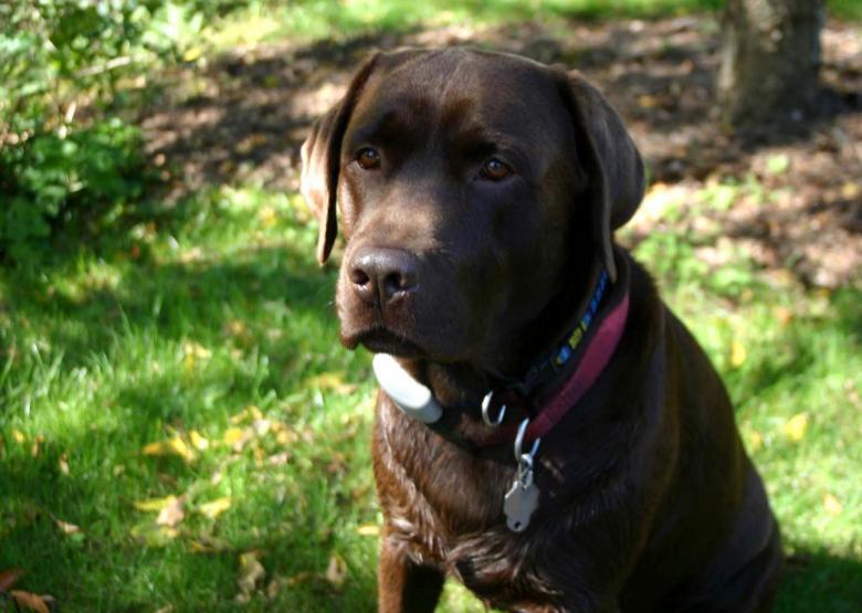 Free stock image of Labrador Retriever created by Pixabay