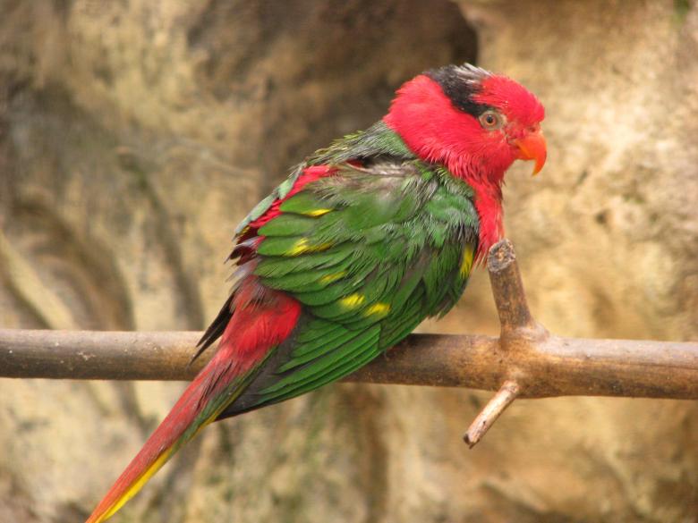 Free stock image of Talking Parrot created by Pixabay