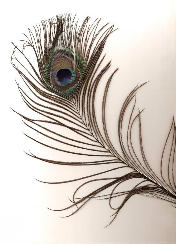 Free stock image of Peacock Feather created by Pixabay