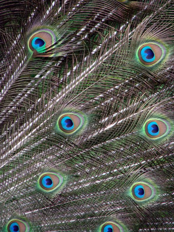 Free stock image of Peacock Feathers created by Pixabay