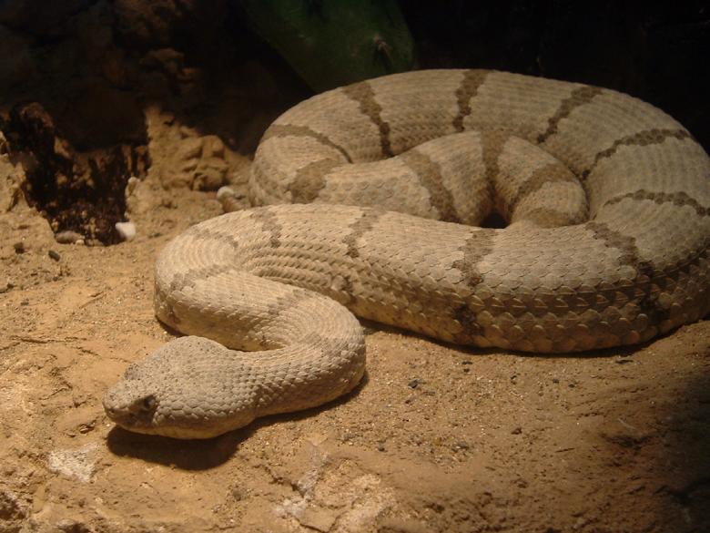 Free stock image of Rock Rattlesnake created by Pixabay