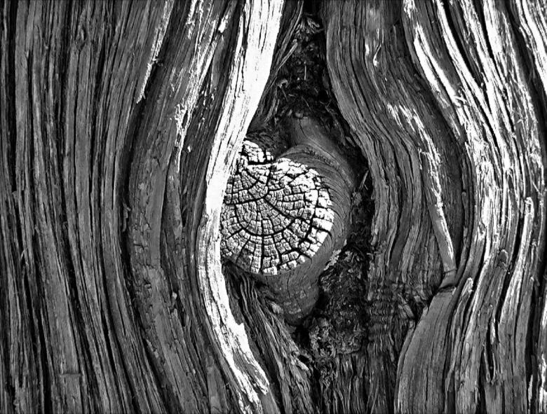 Free stock image of Tree created by Pixabay