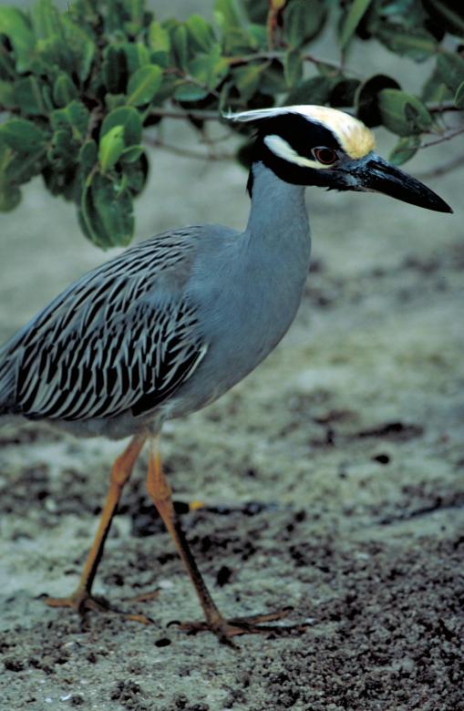 Free stock image of Yellow Crowned Heron created by Pixabay