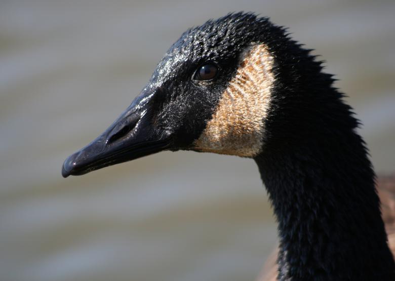 Free stock image of Canadian Goose created by Pixabay