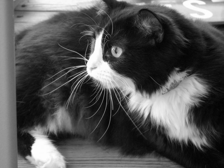 Free stock image of Black Cat created by Pixabay