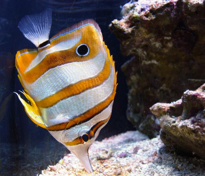Free stock image of Copperband Butterflyfish created by Pixabay