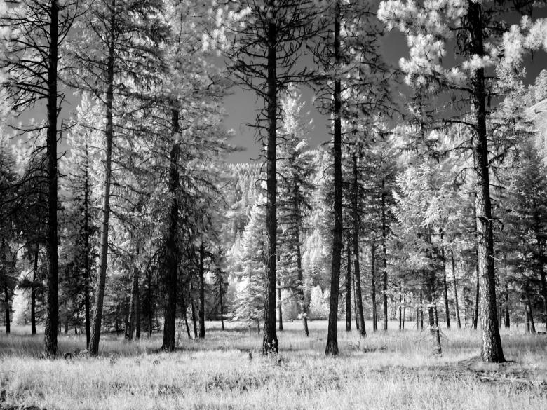 Free stock image of Forest created by Pixabay