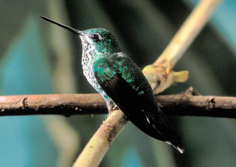Free stock image of Hummingbird on the Branch created by Pixabay