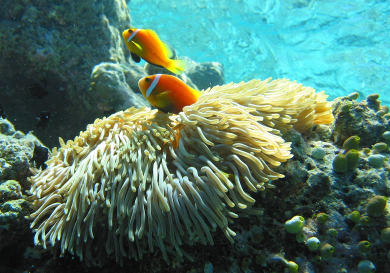 Free stock image of Anemonefish created by Pixabay