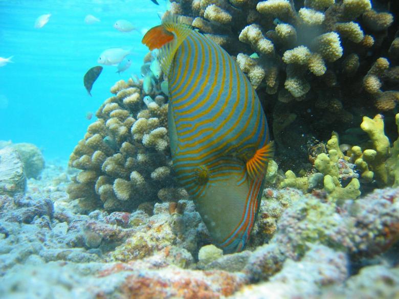 Free stock image of Orange Lined Triggerfish created by Pixabay