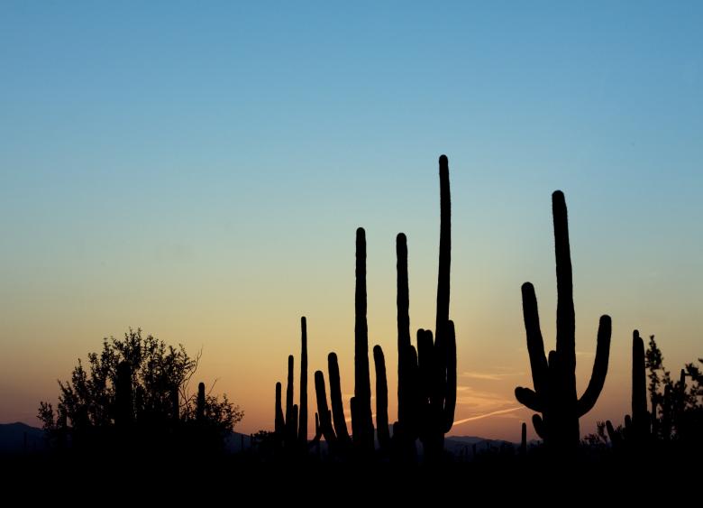 Free stock image of Saguaro Cactus created by Pixabay