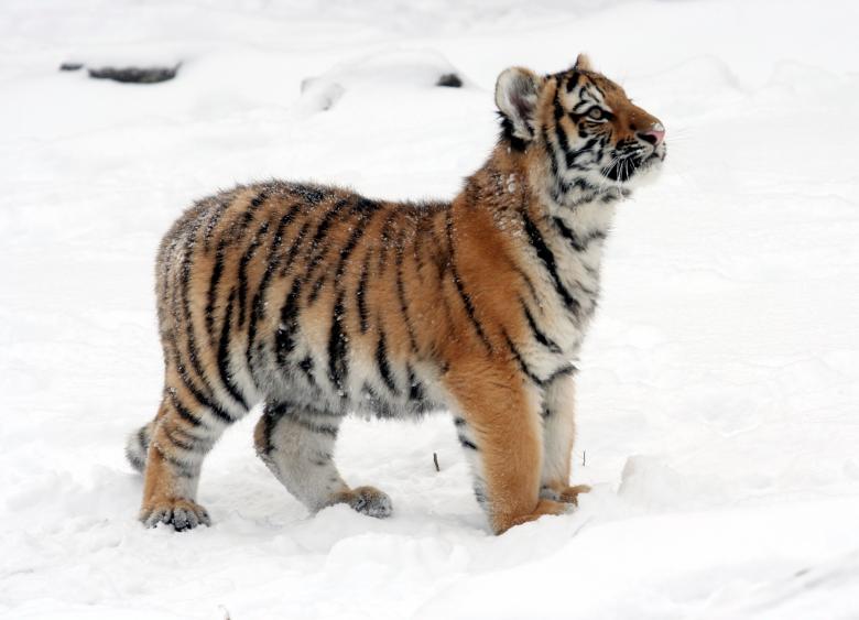 Free stock image of Tiger created by Pixabay