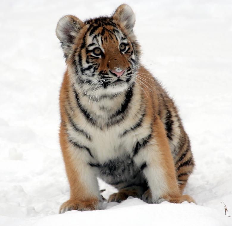 Free stock image of Bengal Tiger created by Pixabay