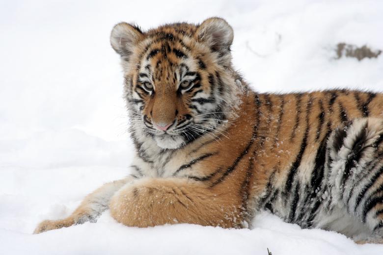 Free stock image of Cub created by Pixabay