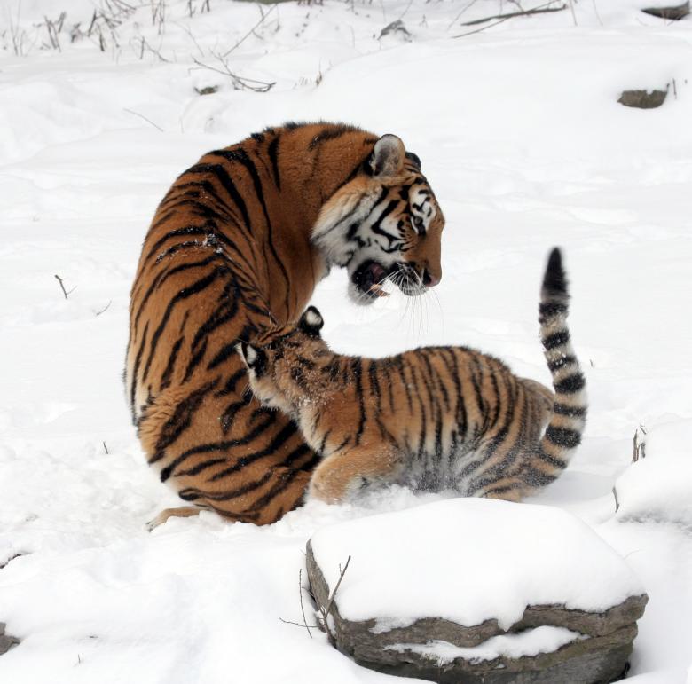 Free stock image of Tigers created by Pixabay