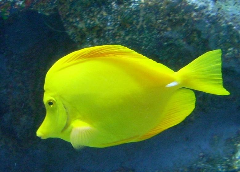 Free stock image of Yellow Tang created by Pixabay