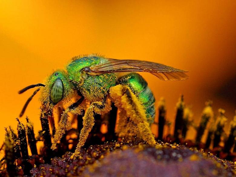 Free stock image of Bee Closeup created by Pixabay