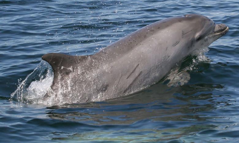 Free stock image of Bottlenose Dolphin created by Pixabay