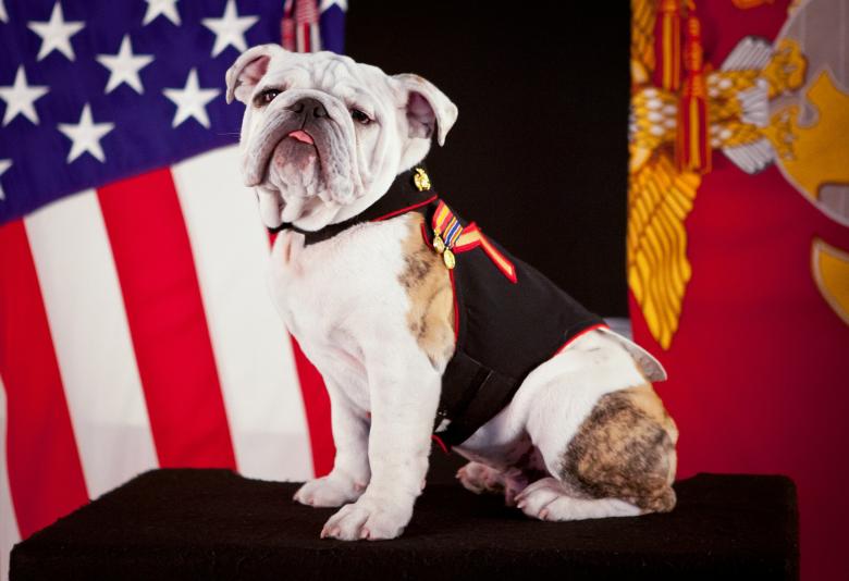 Free stock image of US Guard created by Pixabay