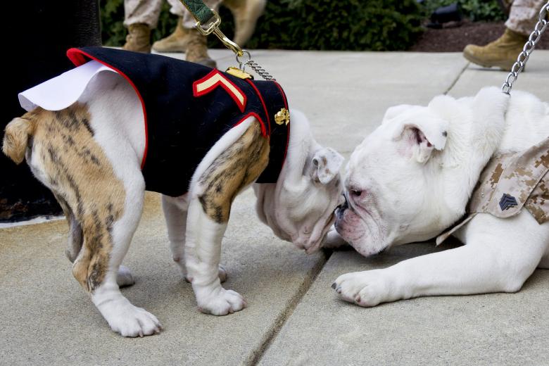 Free stock image of Bulldogs created by Pixabay