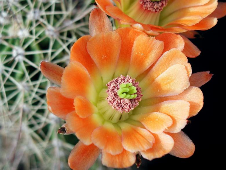 Free stock image of Cactus Flower created by Pixabay