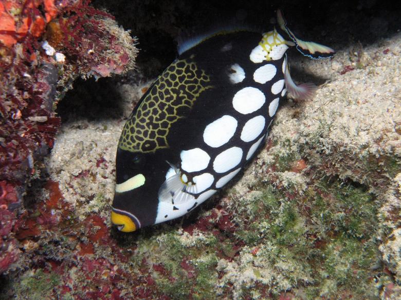 Free stock image of Clown Triggerfish created by Pixabay
