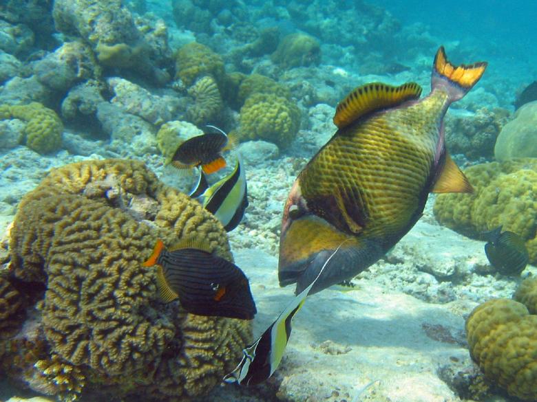 Free stock image of Coral Reef created by Pixabay