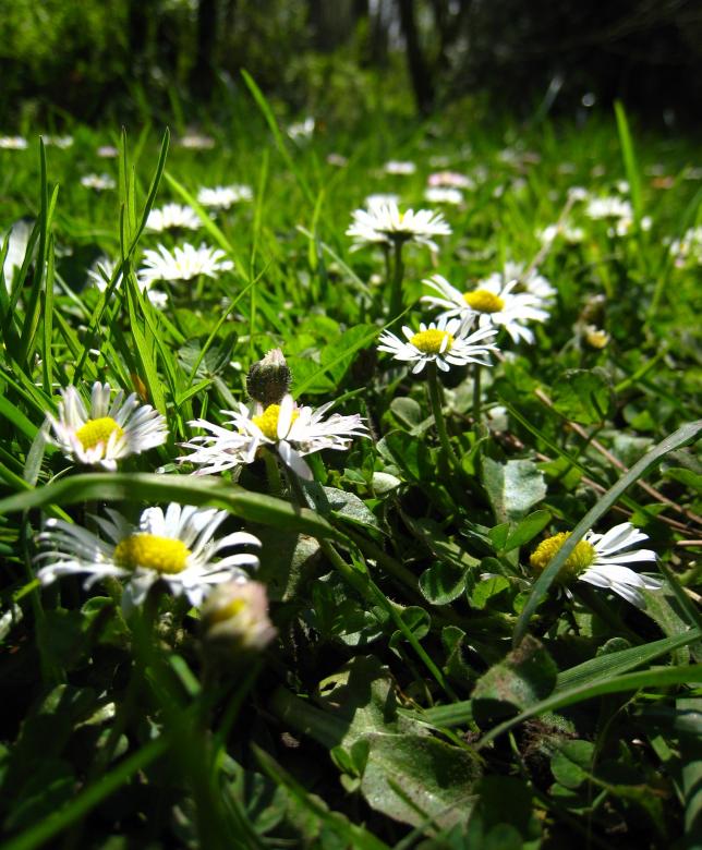 Free stock image of Fresh Daisies created by Pixabay