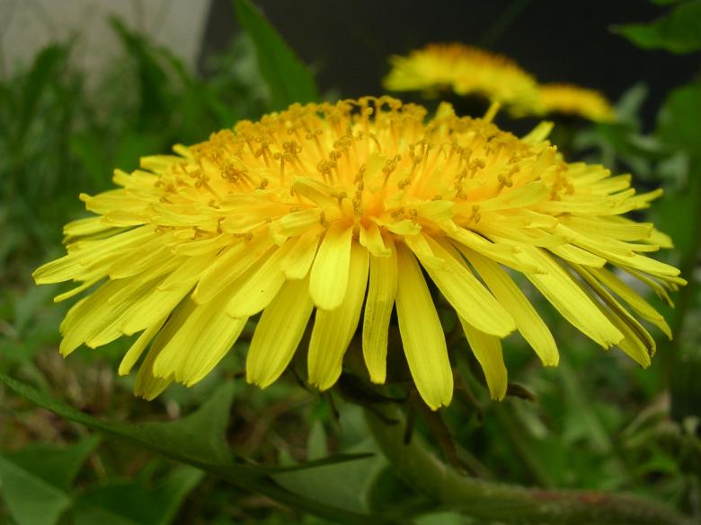 Free stock image of Yellow Dandelion created by Pixabay