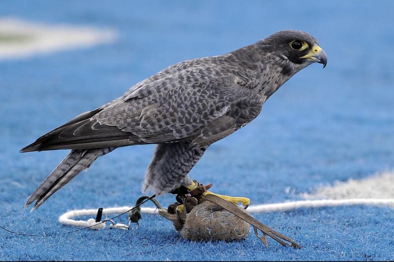 Free stock image of Falcon Tied up created by Pixabay