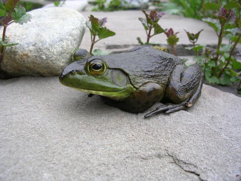 Free stock image of Frog on the Rock created by Pixabay