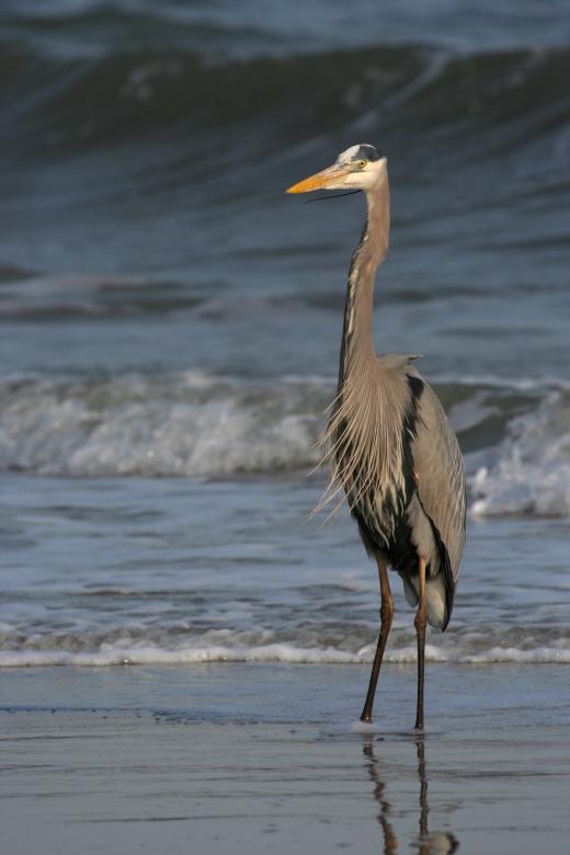 Free stock image of Great Blue Heron created by Pixabay