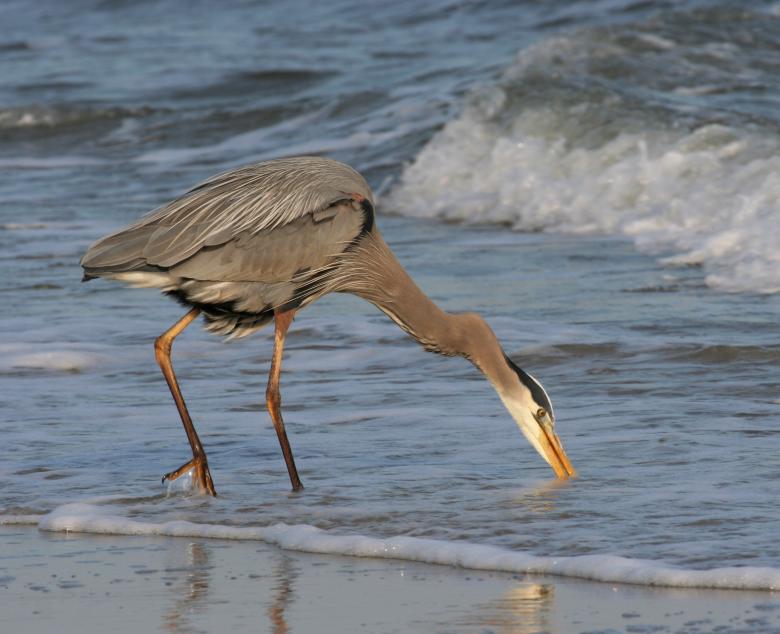 Free stock image of Great Blue Heron created by Pixabay