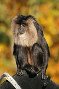 Black Monkey - Free Stock Photo