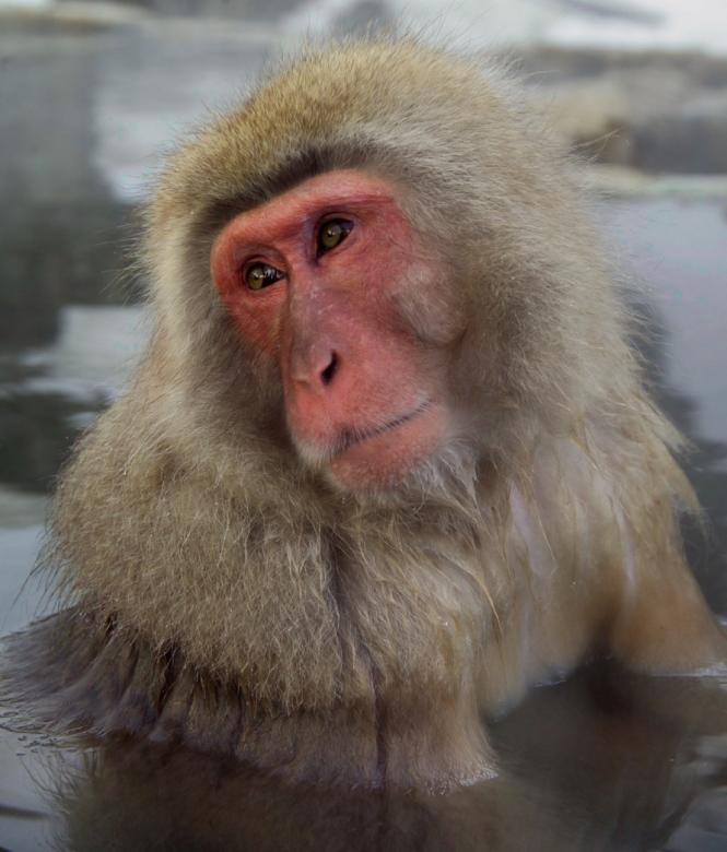 Free stock image of Monkey Pose created by Pixabay