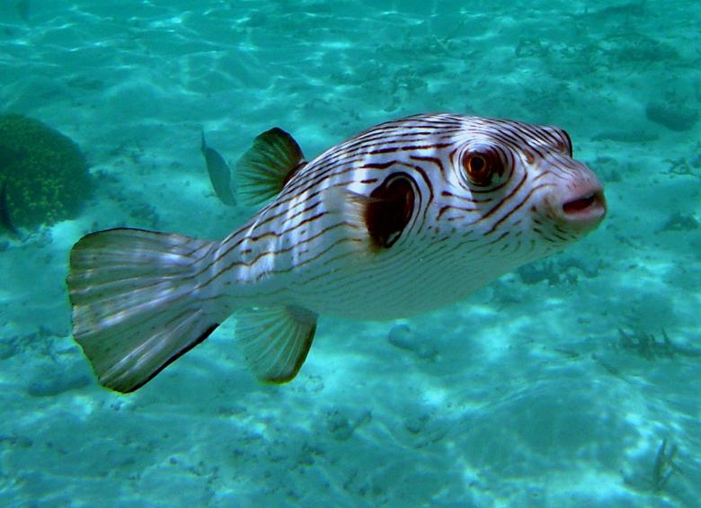 Free stock image of Narrow Lined Puffer created by Pixabay