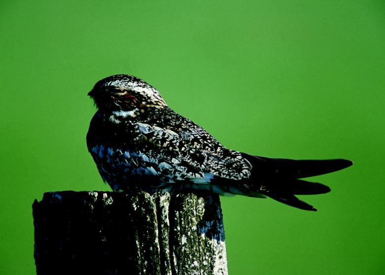 Free stock image of Night Hawk created by Pixabay
