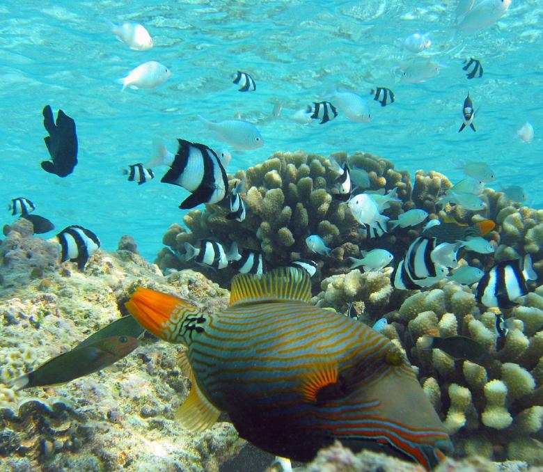 Free stock image of Orange Lined Triggerfish created by Pixabay