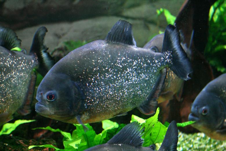Free stock image of Piranha in the Ocean created by Pixabay