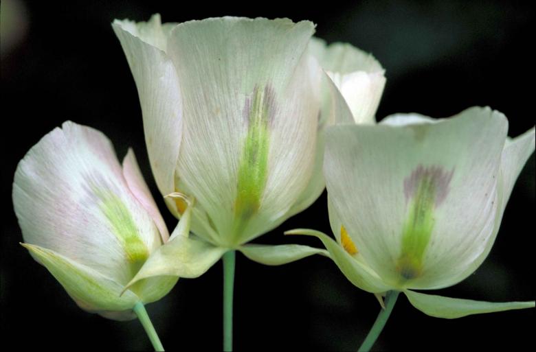 Free stock image of Sego Lily created by Pixabay