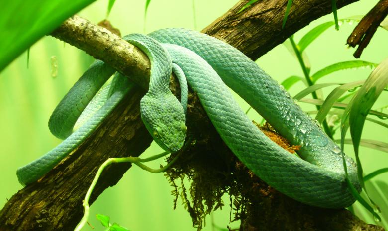 Free stock image of Side Striped Palm Viper created by Pixabay