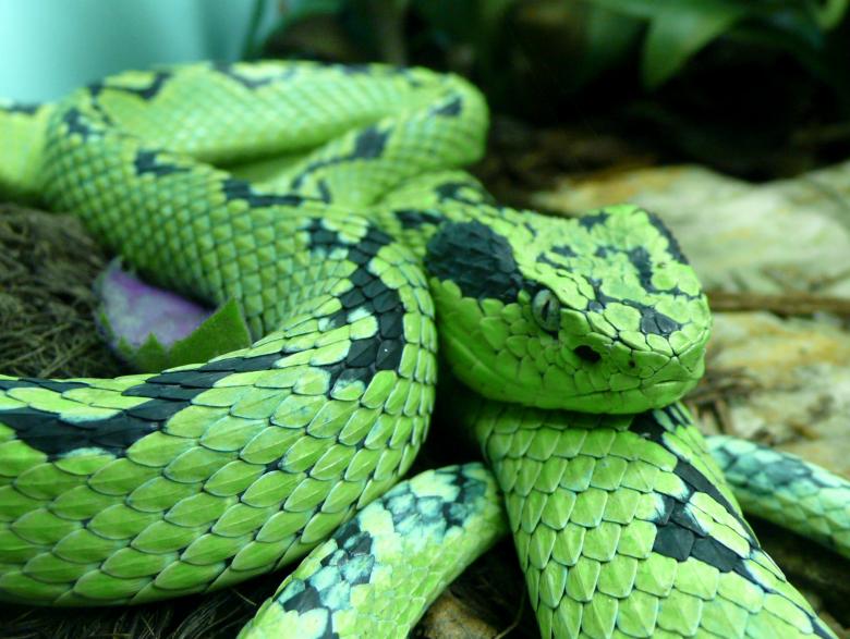 Free stock image of Wild Snake created by Pixabay