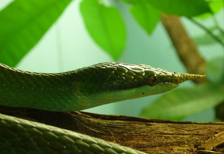 Free stock image of Snake on the Tree created by Pixabay