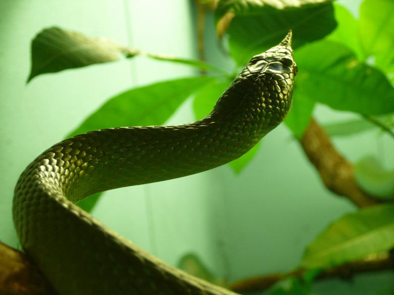 Free stock image of Green Snake created by Pixabay