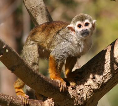 Squirrel Monkey - Free Stock Photo