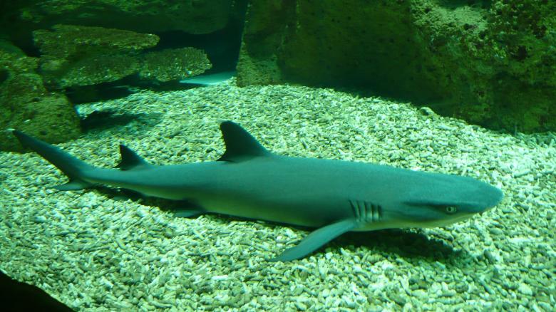 Free stock image of White Tip Shark created by Pixabay