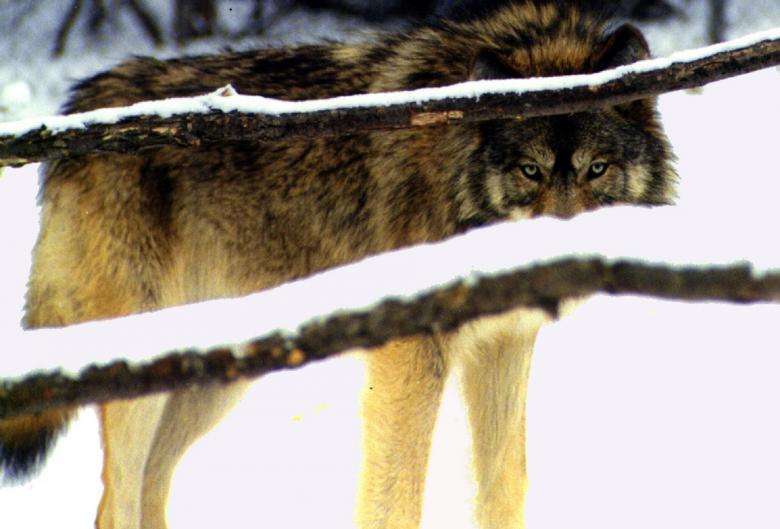 Free stock image of Wild Wolf created by Pixabay